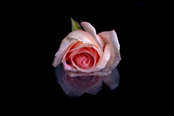 Rose flower and its reflection on the water