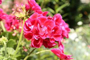 Piękne pelargonie kwitnące latem w ogrodzie botanicznym © Andrzej - RajPlanet