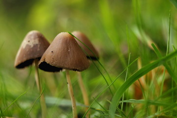 Mushroom close-up in green grass