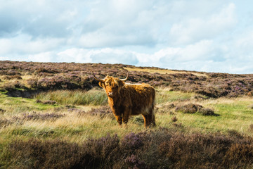 Highland Cow in a Field