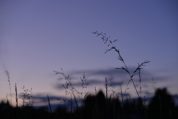 the silhouette of the blades of grass in the western sky