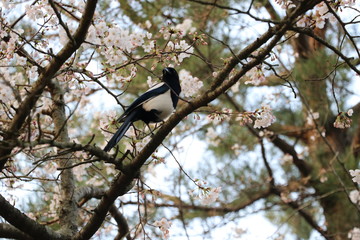 a magpie sitting on a branch of a cherry blossom tree.