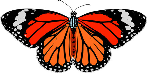 Monarch butterfly vector illustration on white background