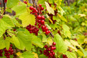 Ripe red currants hanging from bush ready for harvest.