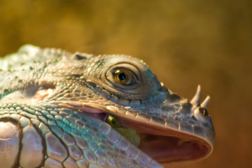 close up of iguana