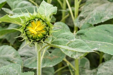 sunflower bud half opened. bright yellow on green. sunflower on green background of foliage. half opened flower of sunflower looks like yellow iris of green eye