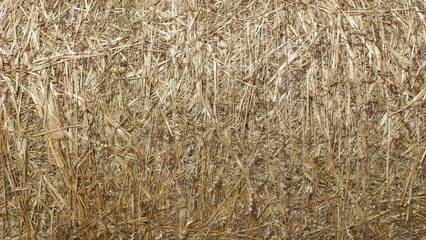 background, hay, straw, texture, grass