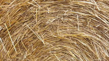 background, hay, straw, texture, grass