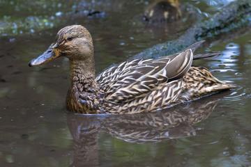 Female Mallard (latin name Anas platyrhynchos)