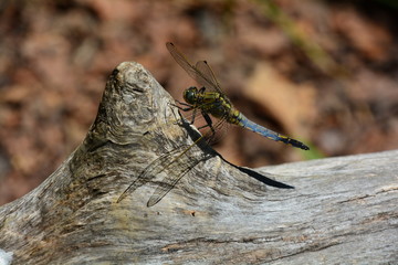 BELLE LIBELLULE SUR UN TRONC