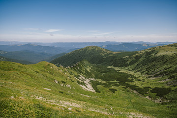 Naklejka premium A herd of sheep standing on top of a lush green hillside