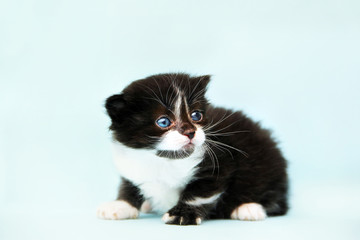 A beautiful kitten. Isolated cat. Small kitten with blue eyes. Cat on a blue background