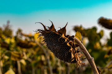 dried sunflower field with blue sky in summer, agriculture and farming theme