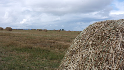 Field with straw