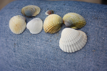 many shells lying on a jeans leg