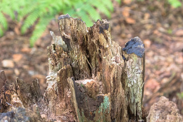 Rotting wooden tree stump