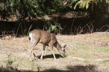 Deer grazing in a grassy field