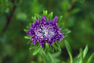 A bud of aster flower.