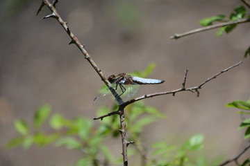 JOLIE LIBELLULE SUR UNE BRANCHE