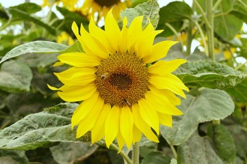 One sunflower on green foliage background. Honeybee and hoverfly pollinate sunflower. Flower close-up. Pollinators. 