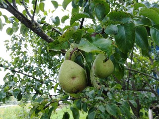 Pears in the garden