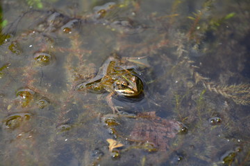PETITE GRENOUILLE AU BORD D'UN ETANG