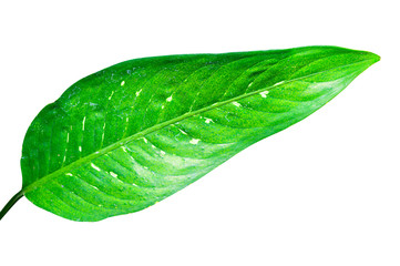 Obraz premium Green leaf isolated on white background with clipping path.