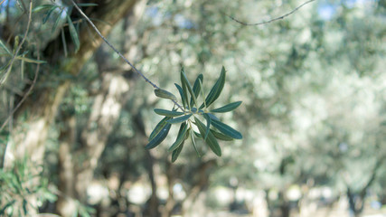 olive tree leaf in the winter january warm subtropic evergreen garden