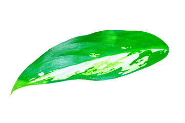 Green leaf isolated on white background with clipping path.