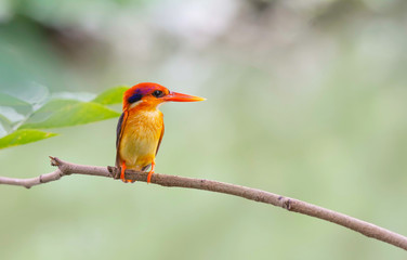 Beautiful bird in nature  Oriental Dwarf Kingfisher (Ceyx erithaca)