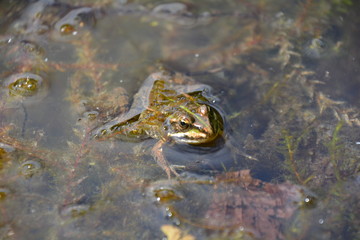 PETITE GRENOUILLE AU BORD D'UN ETANG