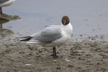 Black-headed gull (Latin name Larus ridibundus) in flight