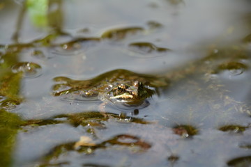 PETITE GRENOUILLE AU BORD DE L'ETANG