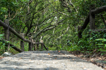 日の入る木々の道