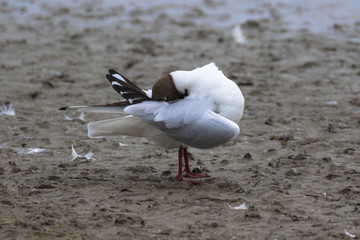 Black-headed gull (Latin name Larus ridibundus) in flight