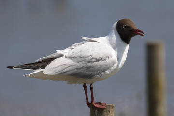 Black-headed gull (Latin name Larus ridibundus) in flight