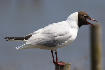 Black-headed gull (Latin name Larus ridibundus) in flight