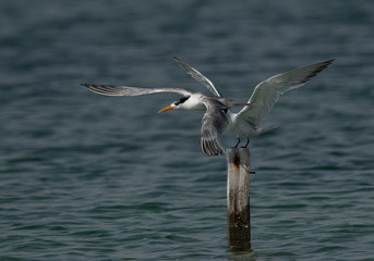 Greater Crested Tern fight for wooden log at Busaiteen coast, Bahrain