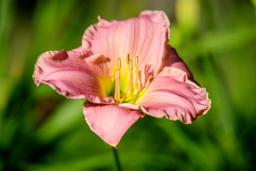 Naklejka premium Vivid Hemerocallis Pink Playmate Daylily, Lilium or Lily plant in a British cottage style garden in a sunny summer day, beautiful outdoor background photographed with soft focus.