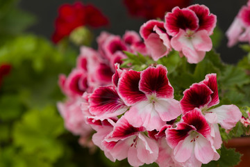 Obraz premium Beautiful pink and purple Pelargonium flowers in a pot. Closeup Pelargonium flowers