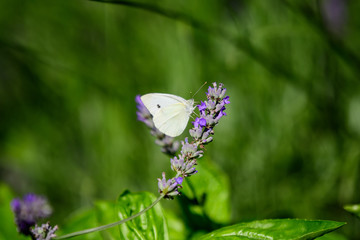 One small butterfly on blue lavender flowers in a sunny summer day in Scotland, United Kingdom, with selective focus, beautiful outdoor floral background.