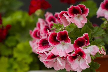 Obraz premium Beautiful pink and purple Pelargonium flowers in a pot. Closeup Pelargonium flowers