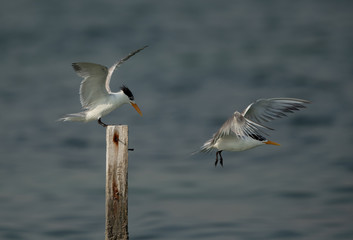 Greater Crested Tern fight for perch at Busaiteen coast, Bahrain