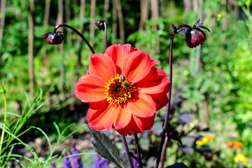 Close up of one beautiful small vivid red dahlia flower in full bloom on blurred green background, photographed with soft focus in a garden in a sunny summer day.