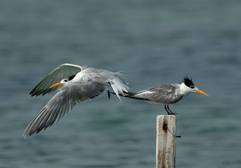 Greater Crested Tern fight for wooden log at Busaiteen coast, Bahrain