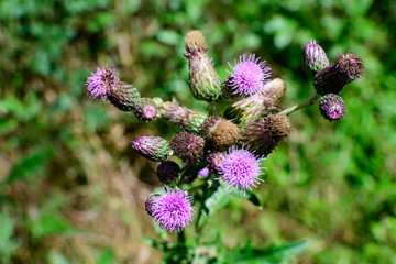 Delicate pink and purple flowers of Carduus nutans plant, commonly known as musk or nodding plumeless thistle, in a garden in a sunny summer day, national flower and symbol of Scotland, United Kingdom