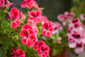 Beautiful pink and purple Pelargonium flowers in a pot. Closeup Pelargonium flowers