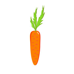 Orange carrots on a white background. Illustration.