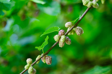 Small black wild white and yellow mulberries with tree branches and green leaves, also known as Morus tree, in a summer garden in a cloudy day, natural background with organic healthy food, .