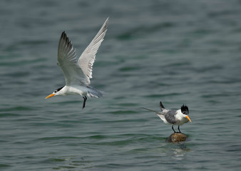 Greater Crested Terns  at Busaiteen coast, Bahrain